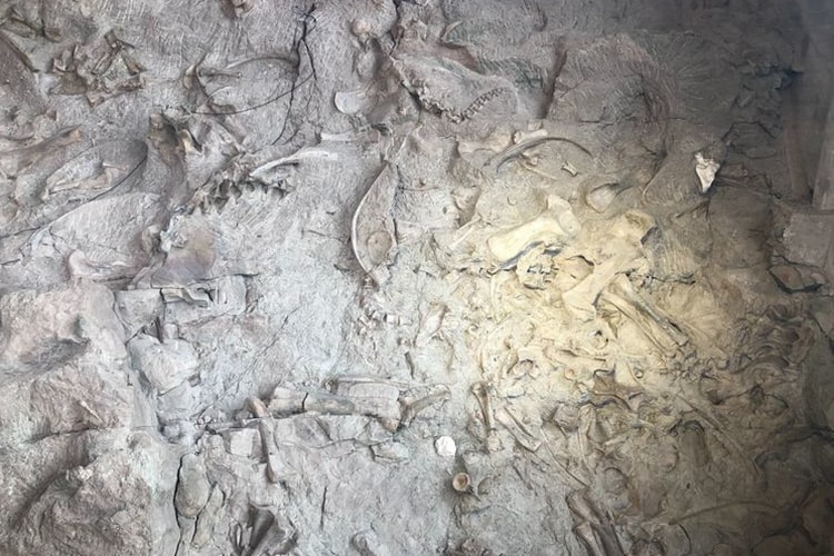 dinosaur fossil