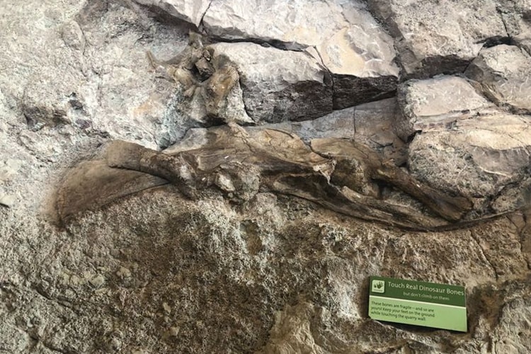 dinosaur bones