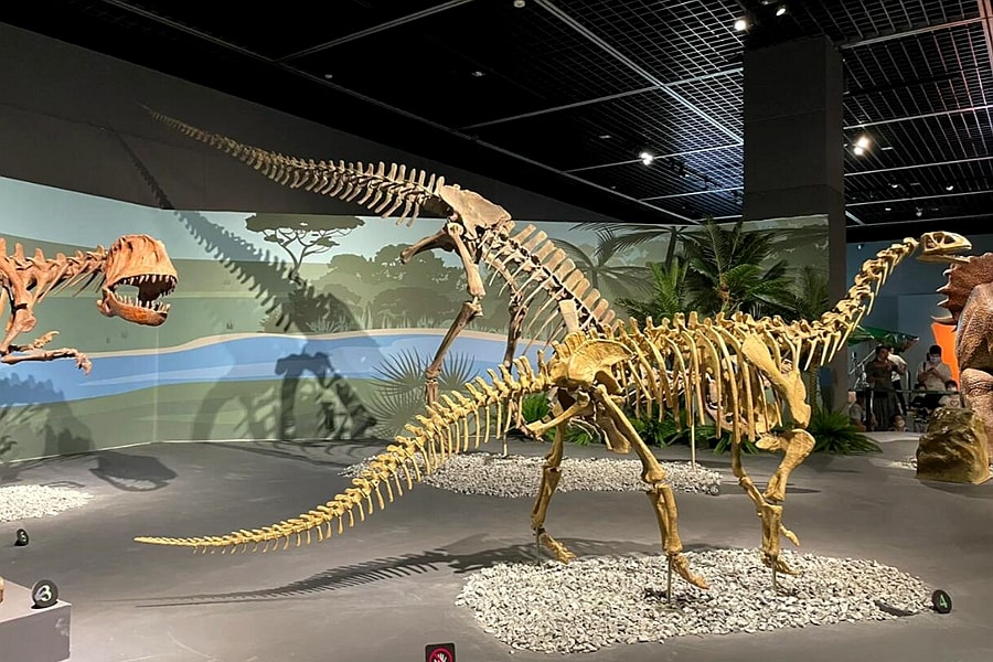 dinosaur skeleton.jpeg dinosaur skeleton.jpeg