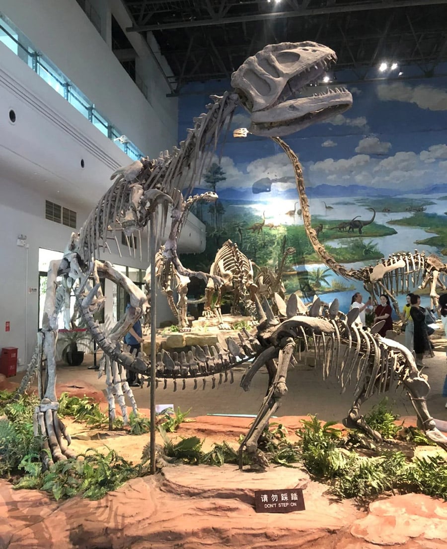 dinsoaur fossil