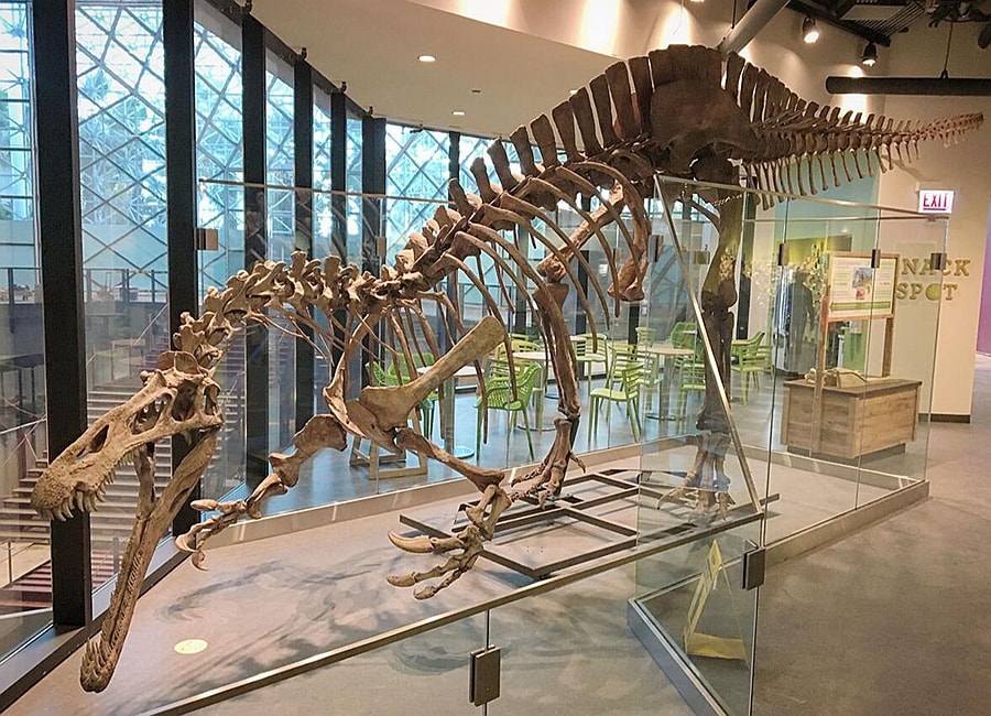 Baryonyx Fossil