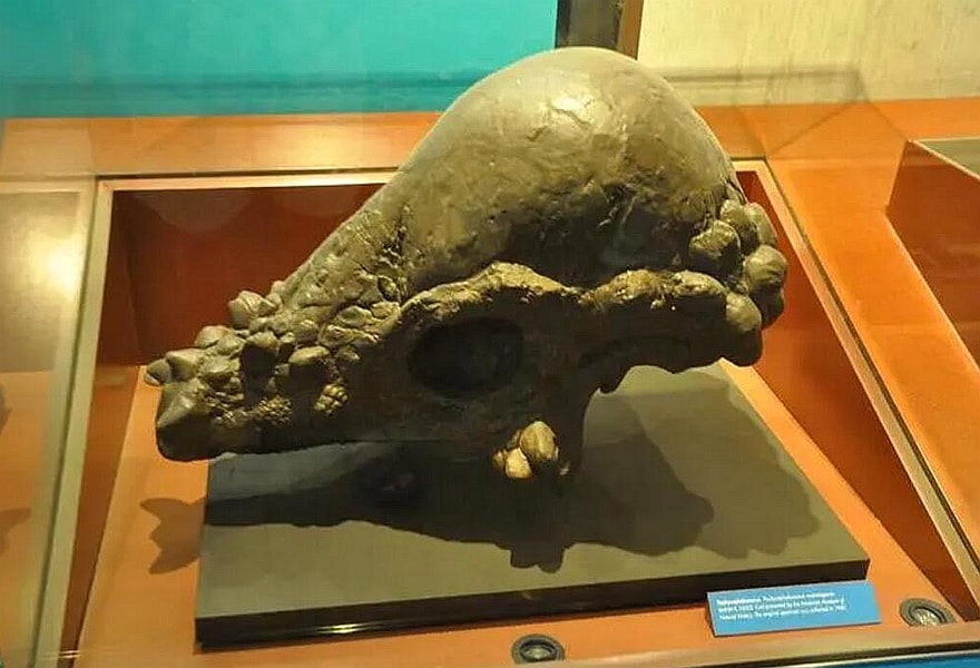 Dinosaur Exhibition in Shopping Centers
