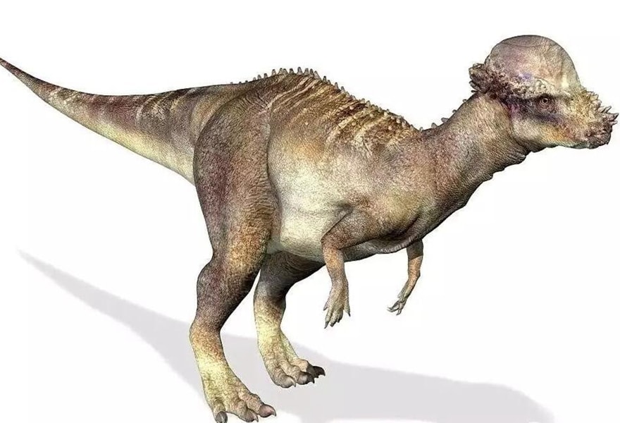 Morphological Features of Pachycephalosaurus.jpg