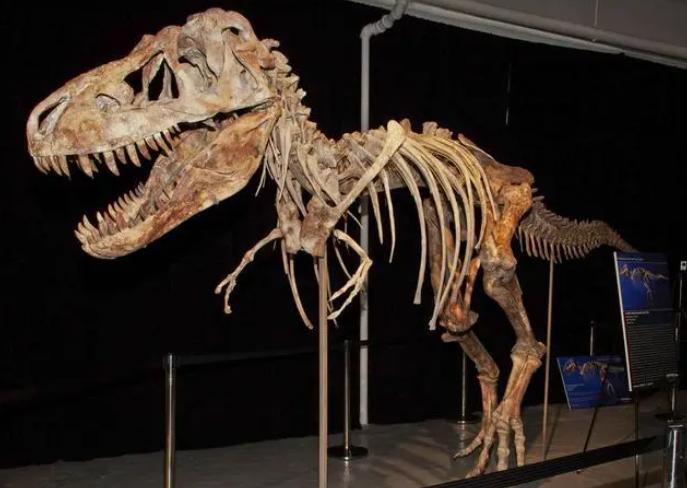 Misconceptions about Dinosaurs.jpg