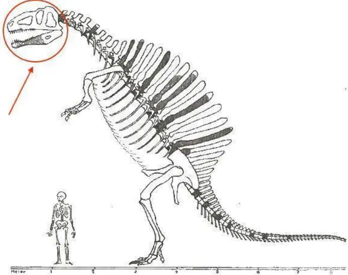 Spinosaurus.jpg