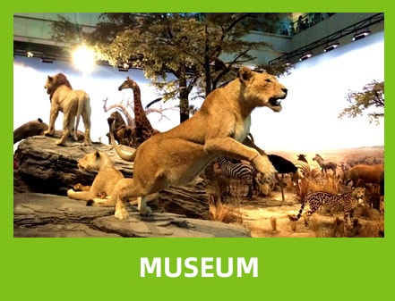 museum